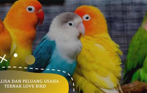 ternak love bird