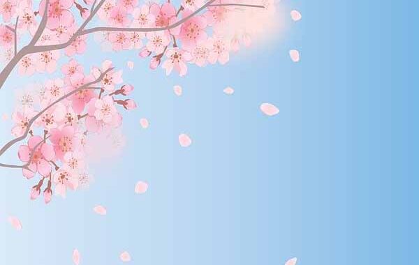 Mekarnya Bunga Sakura Saat Musim Semi di Jepang