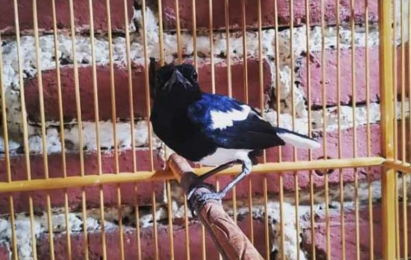 Cara Merawat Burung KAcer