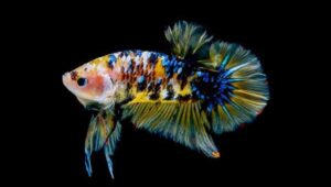 Cara Menjual Ikan Cupang ke Luar Negeri