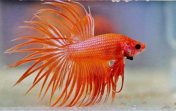 Ikan Cupang Serit Full Orange