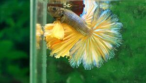 Cara Membuat Tempat Ikan Cupang