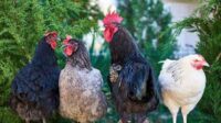 Tips Beternak Ayam Kampung
