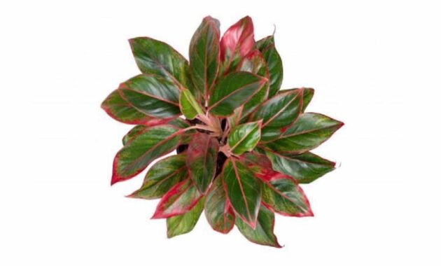 Cara Merawat Aglaonema Agar Cepat Beranak